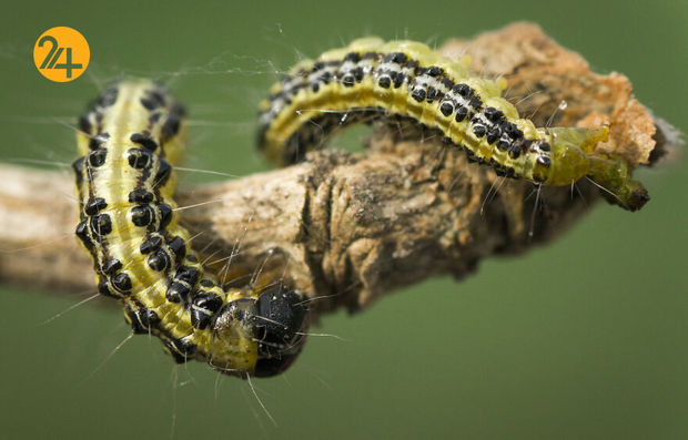 بهترین عکس‌ها با لنز ماکرو