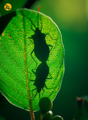 بهترین عکس‌ها با لنز ماکرو