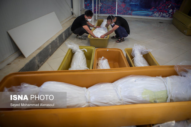 مشهد مرگبارترین شهر کرونایی ایران