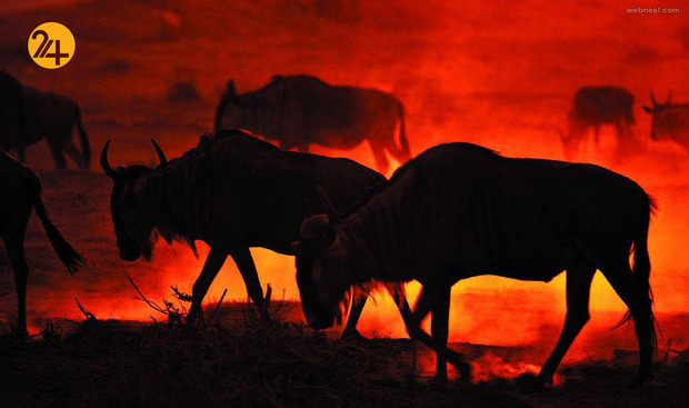 زیباترین عکس‌ها از دنیای عجیب حیوانات