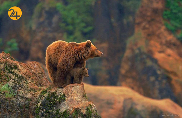 زیباترین عکس‌ها از دنیای عجیب حیوانات