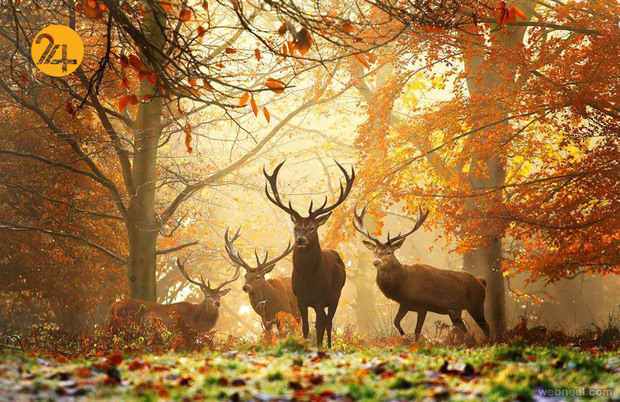 زیباترین عکس‌ها از دنیای عجیب حیوانات