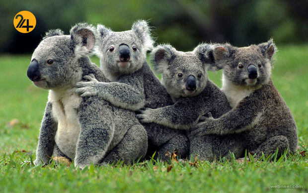 زیباترین عکس‌ها از دنیای عجیب حیوانات