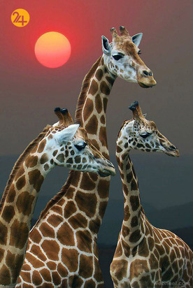 زیباترین عکس‌ها از دنیای عجیب حیوانات