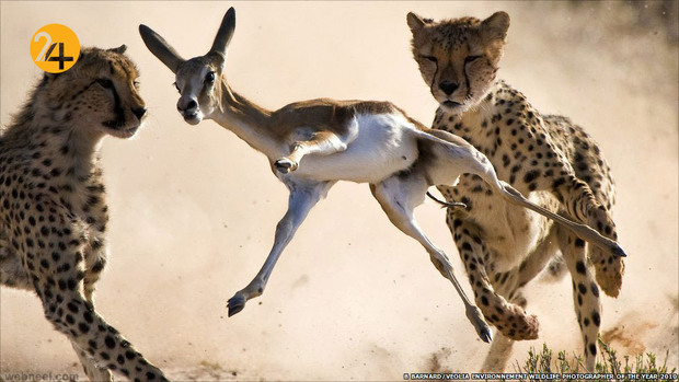 زیباترین عکس‌ها از دنیای عجیب حیوانات