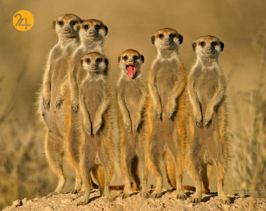 زیباترین عکس‌ها از دنیای عجیب حیوانات