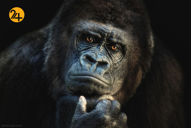 زیباترین عکس‌ها از دنیای عجیب حیوانات