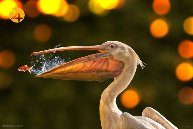 زیباترین عکس‌ها از دنیای عجیب حیوانات