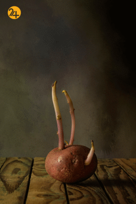 بهترین عکس‌های سال با سوژه سیب‌زمینی