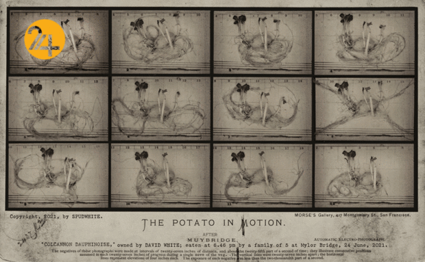بهترین عکس‌های سال با سوژه سیب‌زمینی