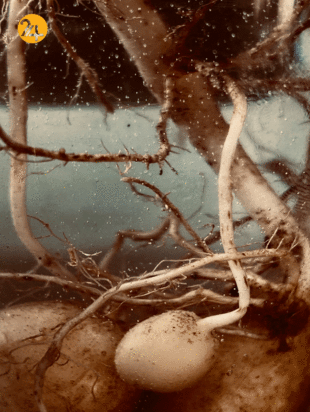 بهترین عکس‌های سال با سوژه سیب‌زمینی