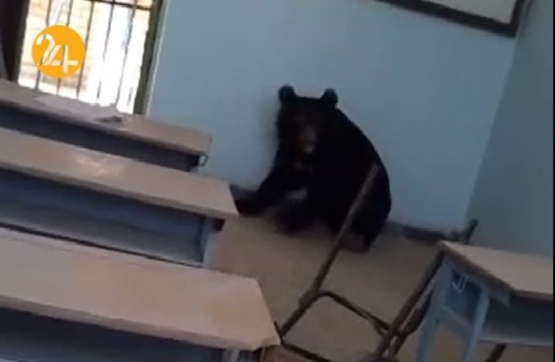 خرس سیاه آسیایی در مدرسه شهر رودان