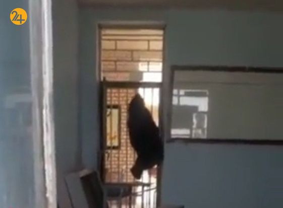 خرس سیاه آسیایی در مدرسه شهر رودان