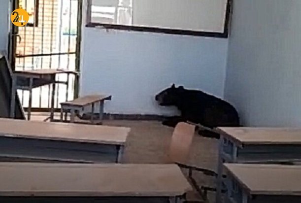 خرس سیاه آسیایی در مدرسه شهر رودان