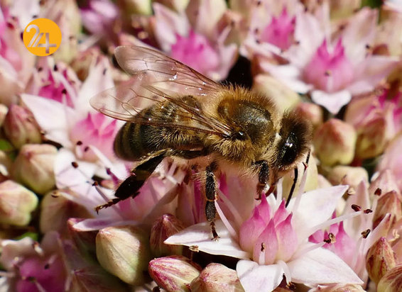 بهترین تصاویر از حیات وحش