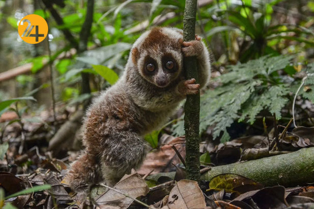 بهترین تصاویر از حیات وحش