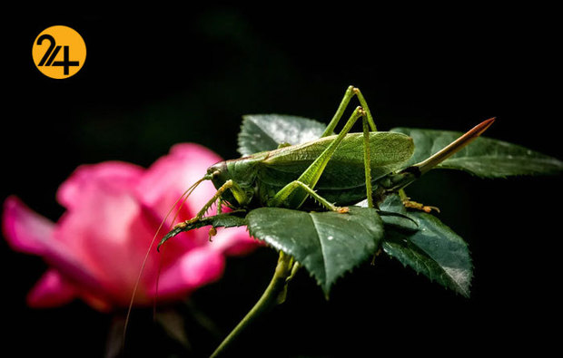 بهترین تصاویر از حیات وحش