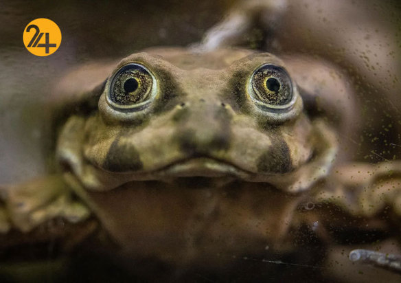 بهترین تصاویر از حیات وحش