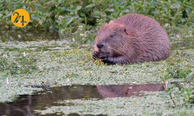 بهترین تصاویر از حیات وحش