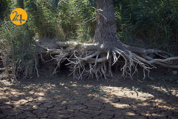 بهترین تصاویر از حیات وحش