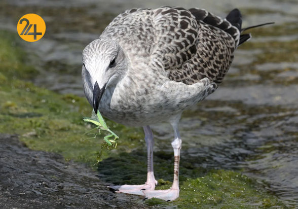 بهترین تصاویر از حیات وحش