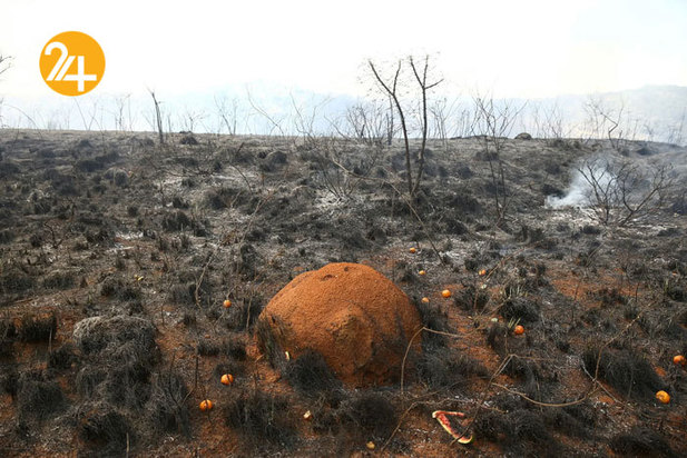 بهترین تصاویر از حیات وحش