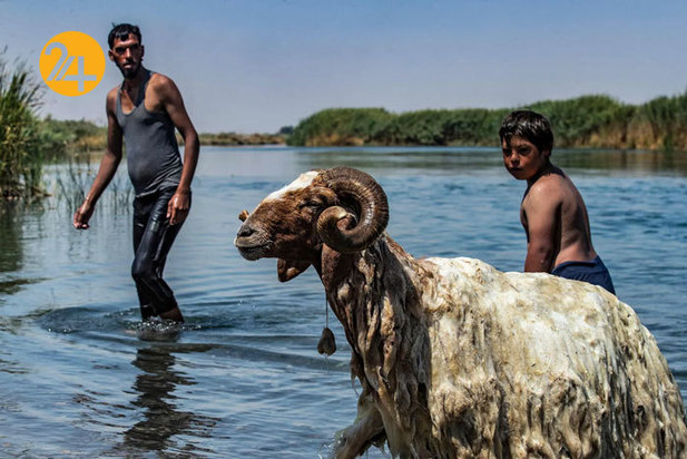 بهترین تصاویر از حیات وحش