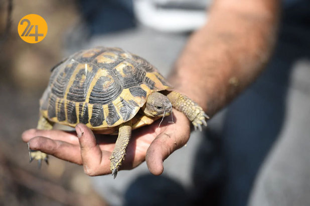 بهترین تصاویر از حیات وحش