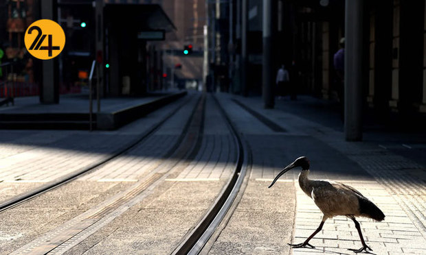 بهترین تصاویر از حیات وحش