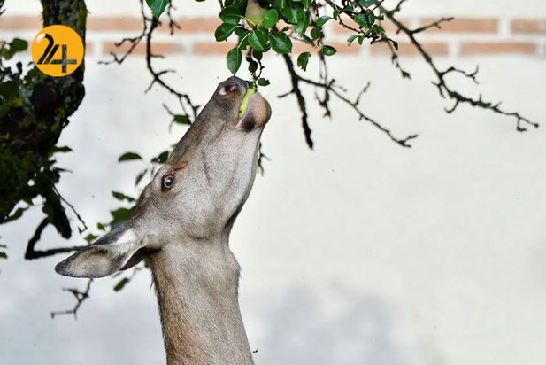 بهترین تصاویر از حیات وحش