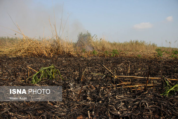آتش سوزی در تالاب انزلی منطقه چراغ پشتان