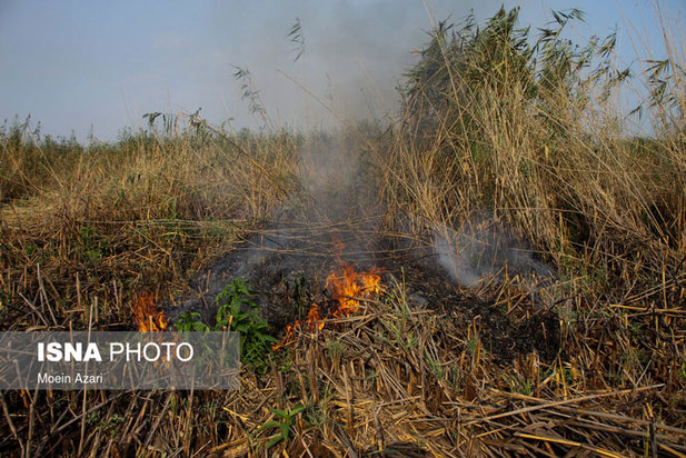 آتش سوزی در تالاب انزلی منطقه چراغ پشتان