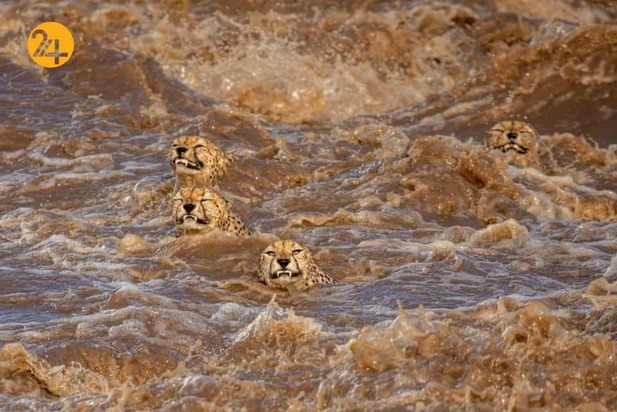 شگفتی‌های حیات وحش