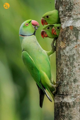 شگفتی‌های حیات وحش