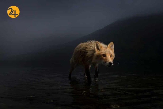 شگفتی‌های حیات وحش