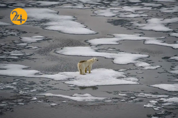 تصاویر حیات وحش از نهنگ کوهان‌دار تا ببر تاسمانی
