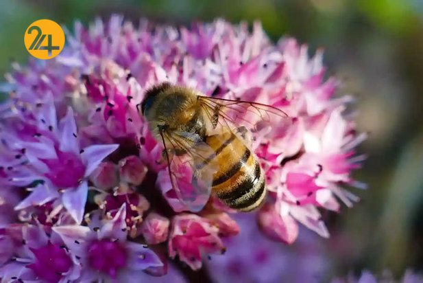 تصاویر حیات وحش از نهنگ کوهان‌دار تا ببر تاسمانی