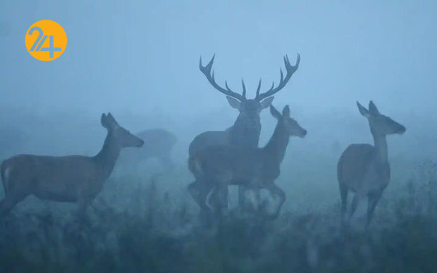 تصاویر حیات وحش از نهنگ کوهان‌دار تا ببر تاسمانی