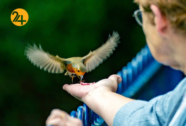 تصاویر حیات وحش از نهنگ کوهان‌دار تا ببر تاسمانی