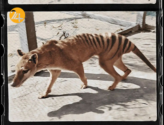 تصاویر حیات وحش از نهنگ کوهان‌دار تا ببر تاسمانی