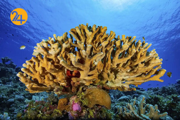 تصاویر حیات وحش از نهنگ کوهان‌دار تا ببر تاسمانی