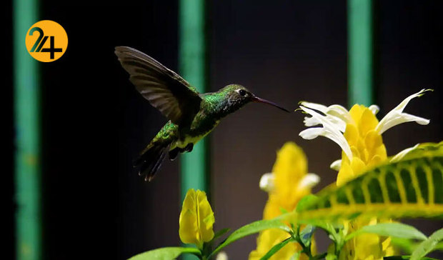 تصاویر حیات وحش از نهنگ کوهان‌دار تا ببر تاسمانی