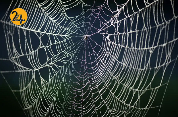 تصاویر حیات وحش از نهنگ کوهان‌دار تا ببر تاسمانی