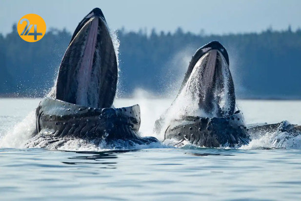 تصاویر حیات وحش از نهنگ کوهان‌دار تا ببر تاسمانی