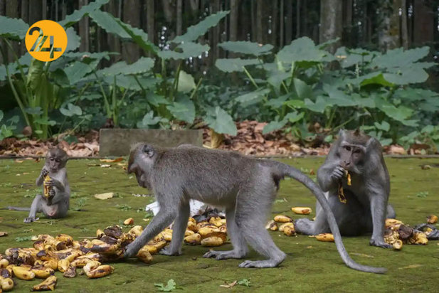 تصاویر حیات وحش از نهنگ کوهان‌دار تا ببر تاسمانی