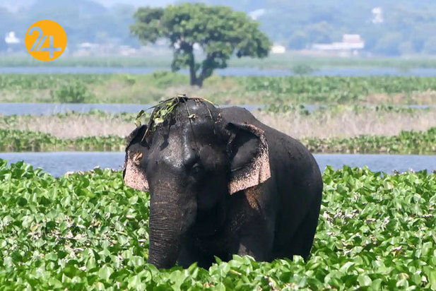 تصاویر حیات وحش از نهنگ کوهان‌دار تا ببر تاسمانی