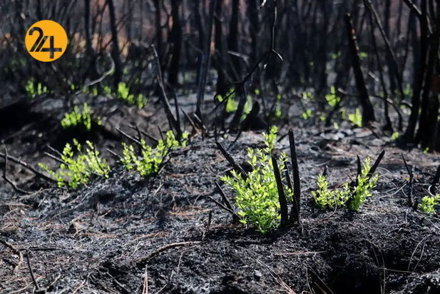 تصاویر حیات وحش از نهنگ کوهان‌دار تا ببر تاسمانی