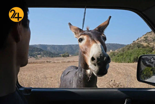 تصاویر حیات وحش از نهنگ کوهان‌دار تا ببر تاسمانی