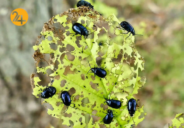 تصاویر حیات وحش از نهنگ کوهان‌دار تا ببر تاسمانی