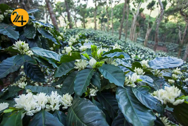 تصاویر حیات وحش از نهنگ کوهان‌دار تا ببر تاسمانی